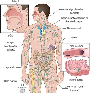 immune system organs